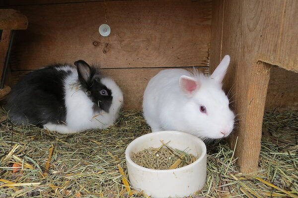 The rabbits like to cuddle