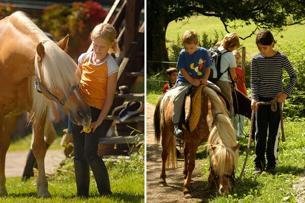 Horses like to be fed