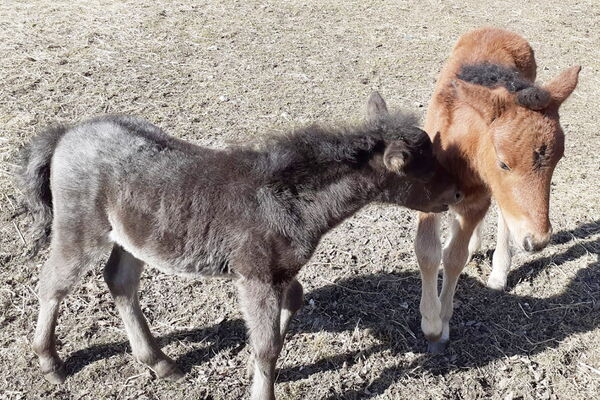 The animals are happy to play